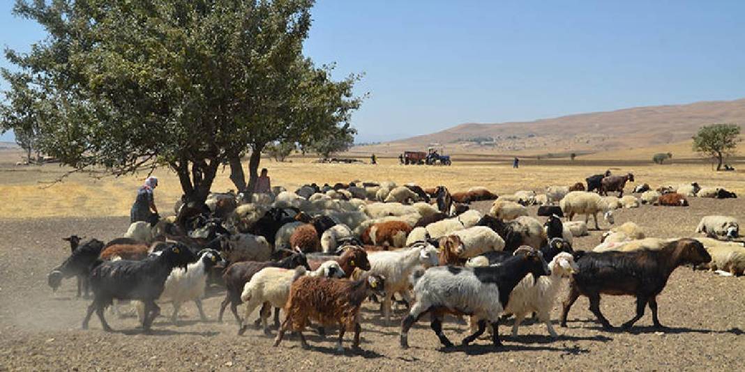 Yaz bitti dönüş yoluna geçildi! 5 ay süren serüven: Birçoğunun geçim kaynağı… 2